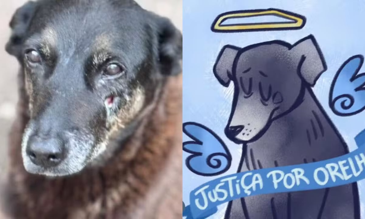 MP pede exumação do cão Orelha e novas diligências no caso – CartaCapital