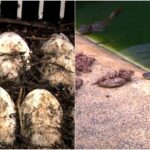 Ovo de jacaré faz barulho e temperatura define sexo do animal; conheça produção