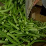 Produtores paulistas colhem safra de quiabo