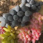 Safra da uva atrasa no sudoeste de SP