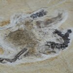 Fósseis retirados da Bacia do Araripe voltam ao Brasil 30 anos depois