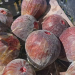 Plantio de figo atrai produtores do Sudoeste de SP