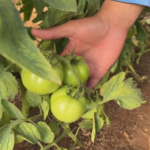 Produtores colhem a safra do tomate
